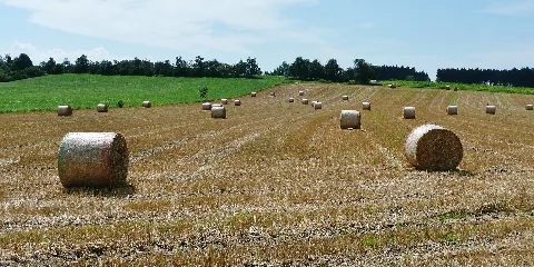 Heuballen Panoramio