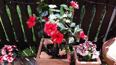 Hibiscus Eibisch Panoramio