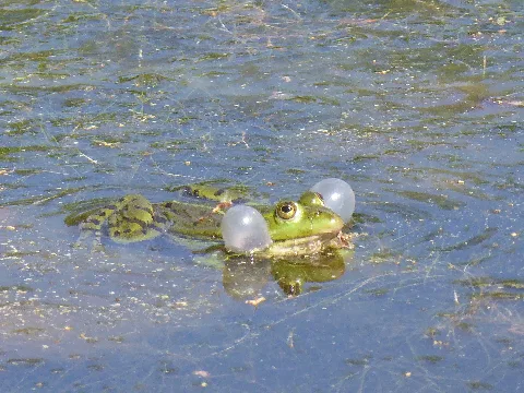 Hier Quakt Der Frosch