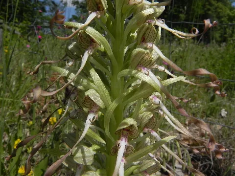 Himantoglossum Hircinum 2