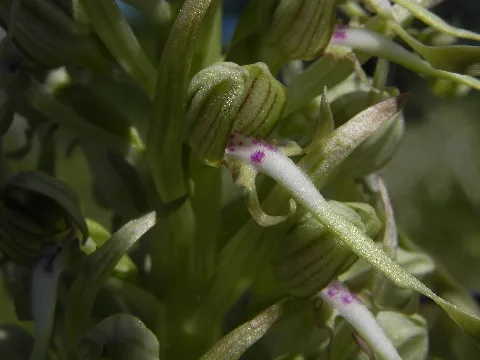 Himantoglossum Hircinum Detail