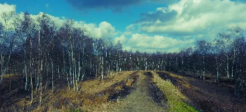 Himmelmoor Quickborn Birch Wood
