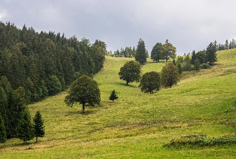 Hintertal (Oberried) Jm4943