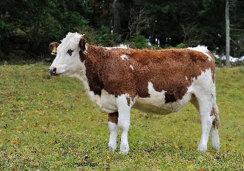 Hinterwald Cattle Hinterzarten