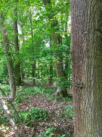 Hirschkäfervorkommen Bei Kleinseebach 1