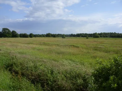 Hochmoor Und Grünland Am Heiddeich 01