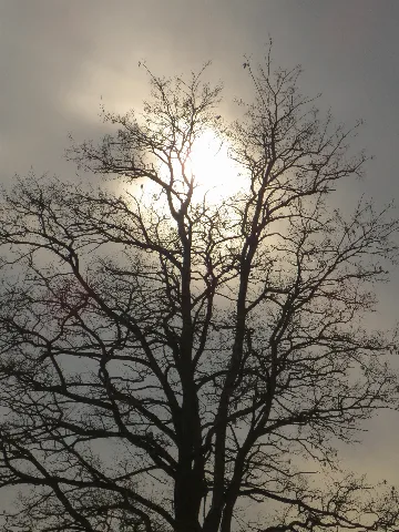 Hochnebel Baum Wismat