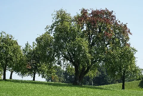 Hochstamm Baum Schweizer Wasserbirne