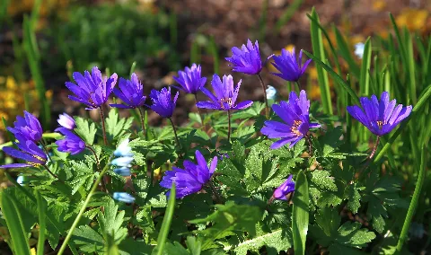 Hoerstel Anemone Blanda 01
