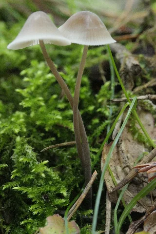 Hohe Mark 17.09.2017 Mycena Sp. (37004045573)