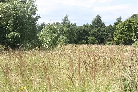 Hohe Schrecke, Hochmoor, Bild 1