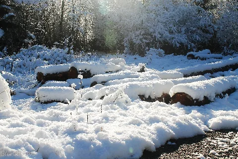 Holz Vom Schnee Bedeckt Panoramio