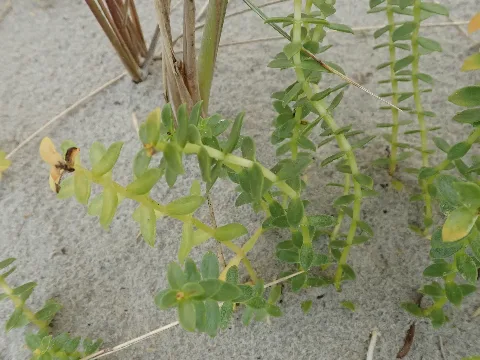 Honckenya Peploides 101362411