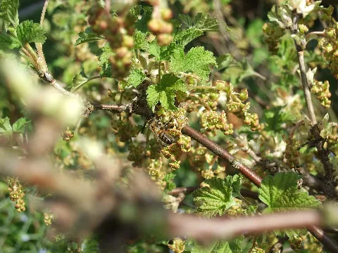 Honeybeeonredcurrant