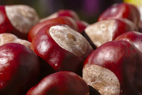 Horse Chestnut Conkers (37572638741)