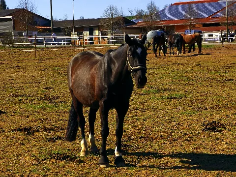 Horses Panoramio (11)