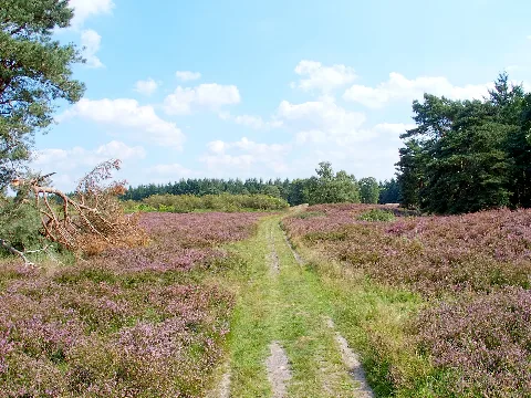 Hügelgräber Heide