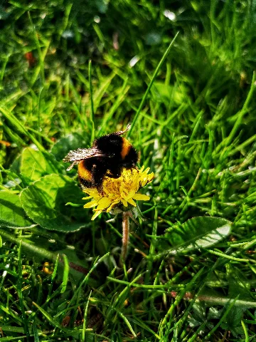 Hummel Im Garten