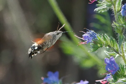 Hummingbird Hawk Moth (Macroglossum Stellatarum) (28226118341)