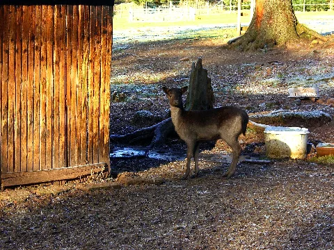 I'm Bamby Panoramio