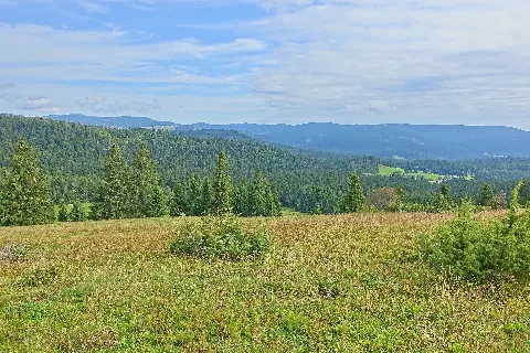 Ibach (Schwarzwald) Aussichtspunkt Lampenschweine Bild 2