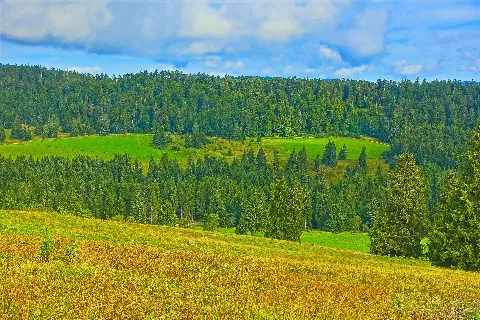 Ibach (Schwarzwald) Aussichtspunkt Lampenschweine Bild 3