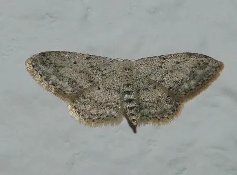Idaea Seriata 20130316