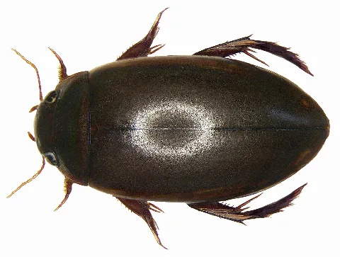 Ilybius Fuliginosus