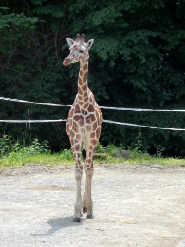 Im Duisburger Zoo Panoramio
