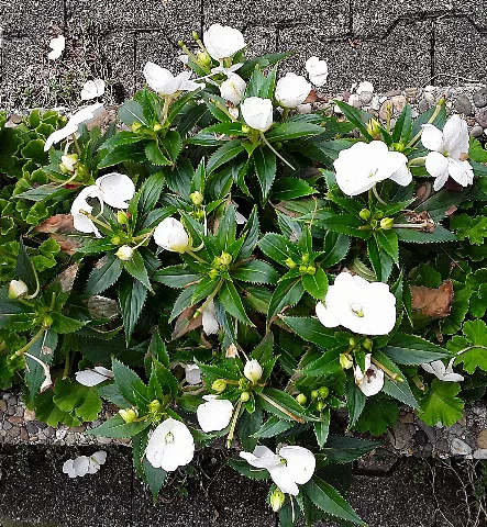 Impatienswallerianahybrid