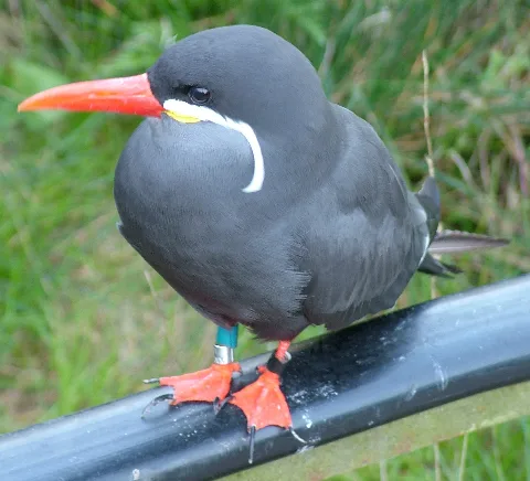 Inca Tern In Rostock