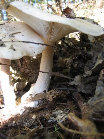 Infundibulicybe Geotropa Mönchskopf1