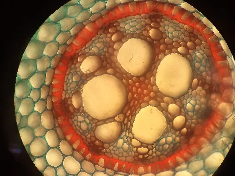 Iris Germanicae Schwertlilie,Wurzelquerschnitt,Tertiäre Endodermis,Leitbündel