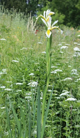 Iris Orientalis Botgardbln 20170610 C