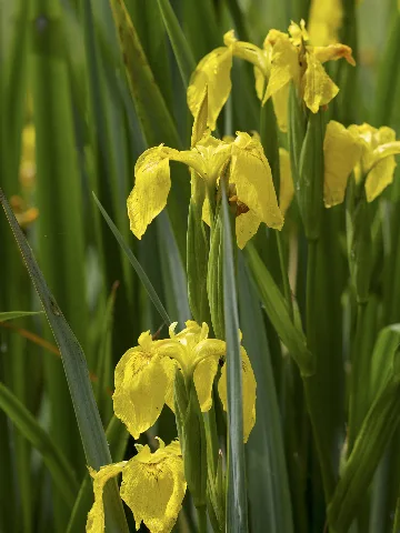 Iris Pseudacorus Lc0338
