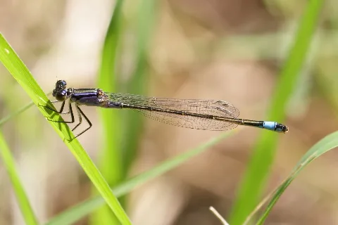Ischnura Elegans Niederösterreich