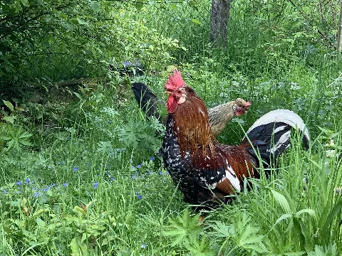 Isländisches Landnahmehuhnpaar Auf Der Wiese