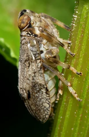 Issus.coleoptratus.1