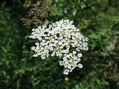 Itzehoe Gemeine Schafgarbe Juli 2013 Img 1263
