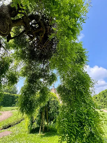 Japanischer Schnurbaum Im Nsg Schloss Gracht 01