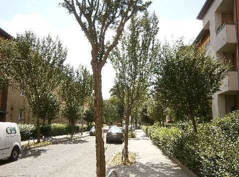 Johannisthal Nieberstraße Süd5 (161)