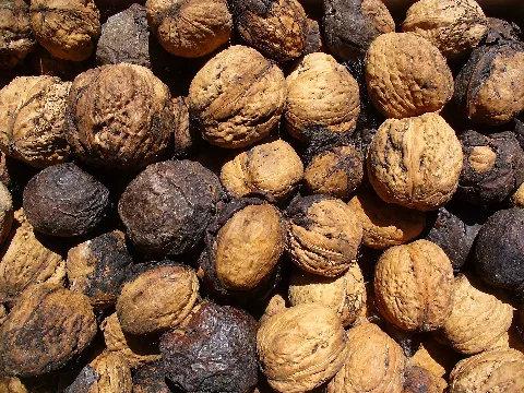 Juglans Regia 009