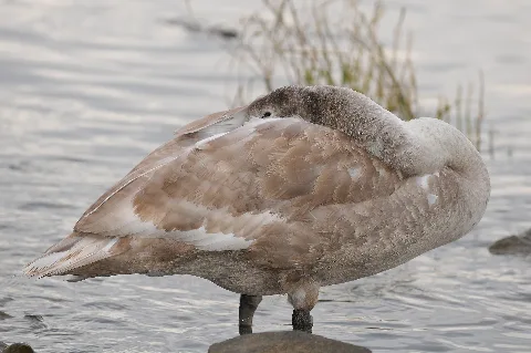 Junger Höckerschwan, Cygnus Olor 01