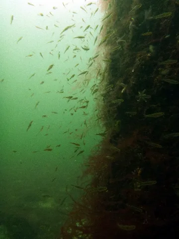 Jungfische Am Dalben