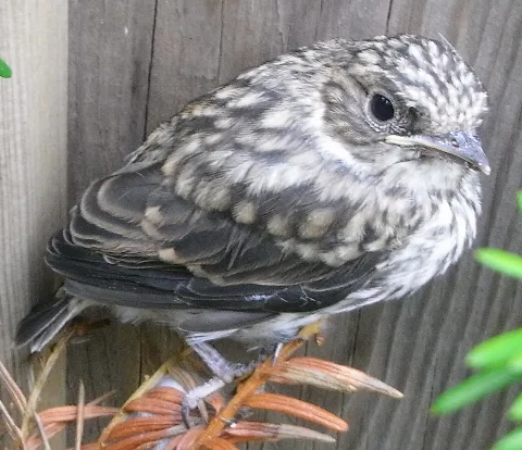 Juvenile Spotted Flycatcher