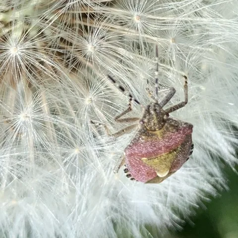 Käfer Auf Pusteblume 2