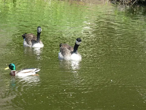 Kanadagänse Und Stockente Am Angelweiher Büschfeld (Saarland)