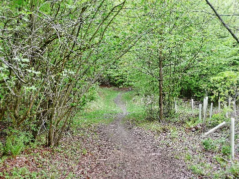 Karl Pfrommer Weg Panoramio