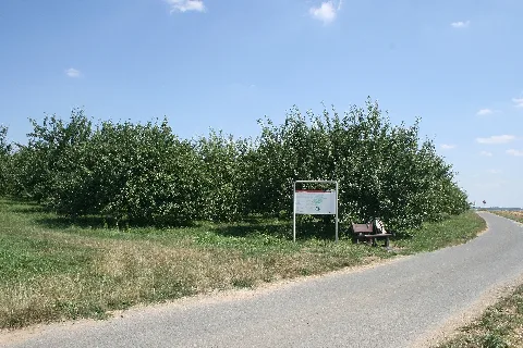 Kastell Langenhain Schautafel
