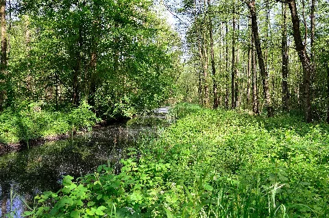 Kehrgraben Im Bruchwald